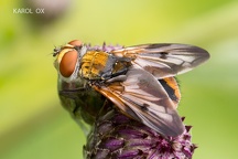 Ectophasia crassipennis (15)